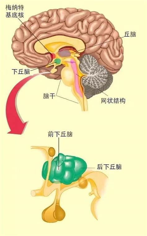 向東|為什麼向東飛比向西飛時差反應更嚴重？